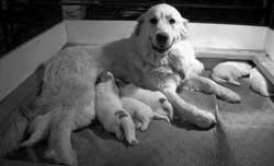 Mother with pups