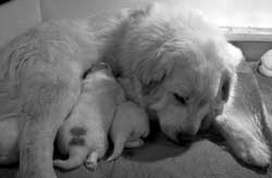 Mother with pups 2